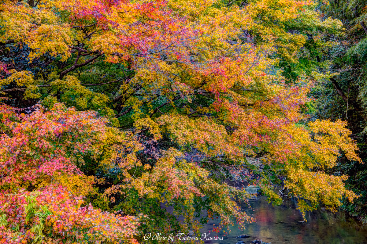 投稿写真：房総富津市駒川の紅葉