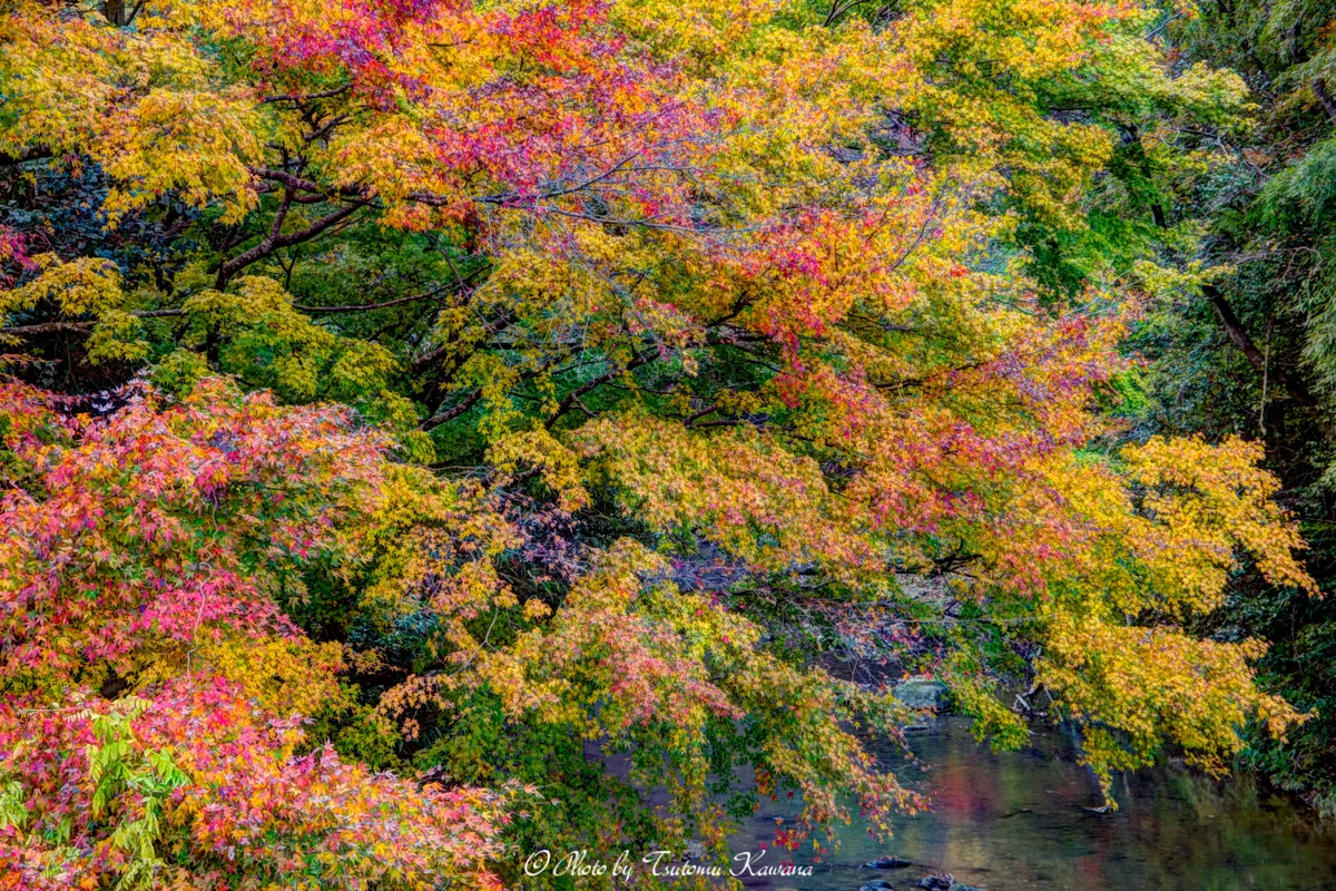 投稿写真：房総富津市駒川の紅葉