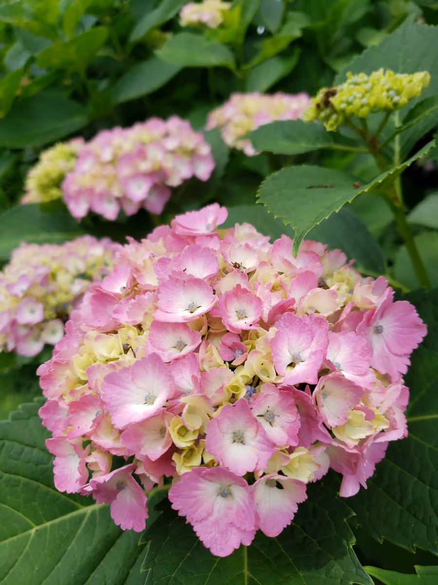 投稿写真：紫陽花