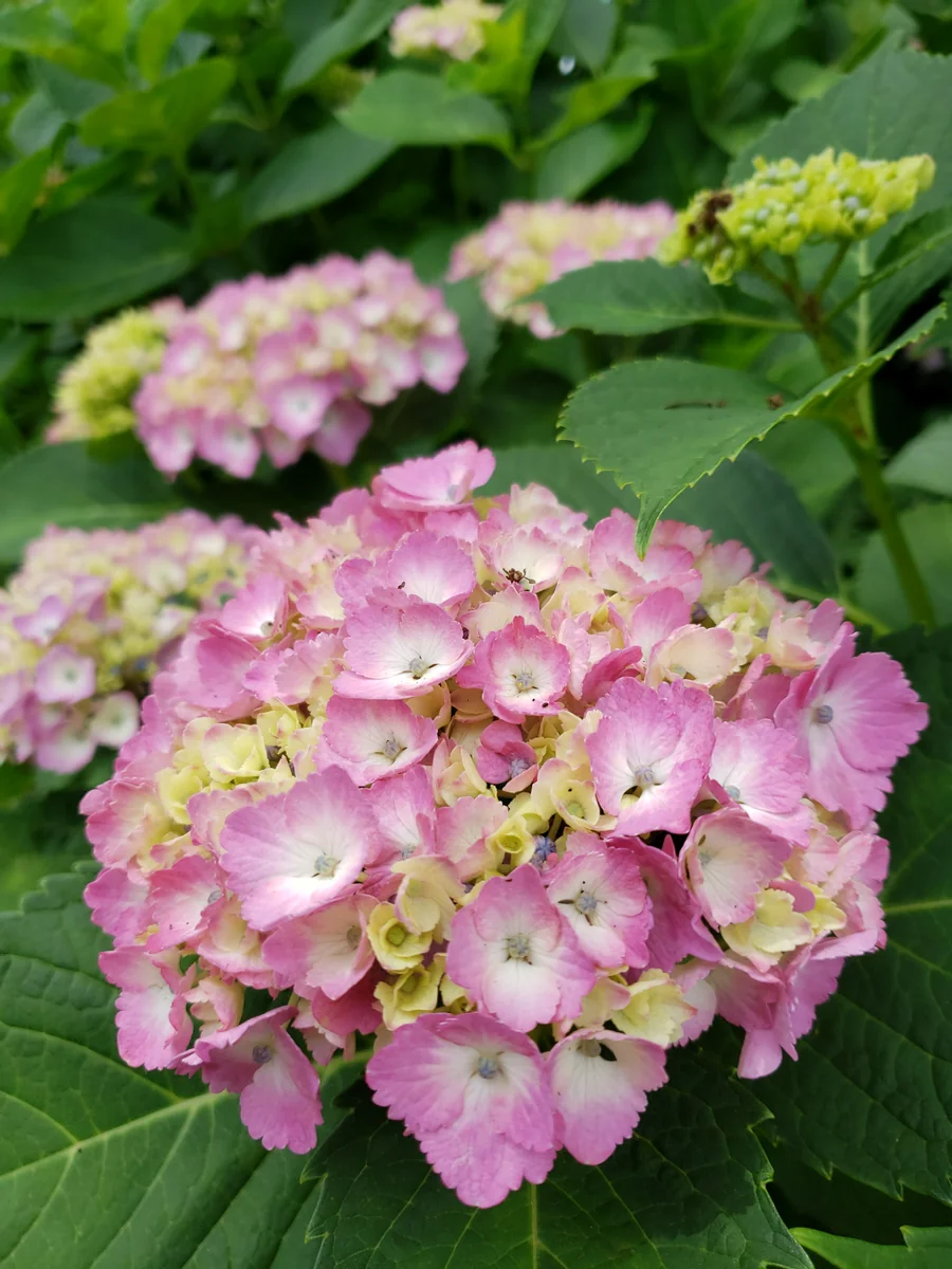 投稿写真：紫陽花