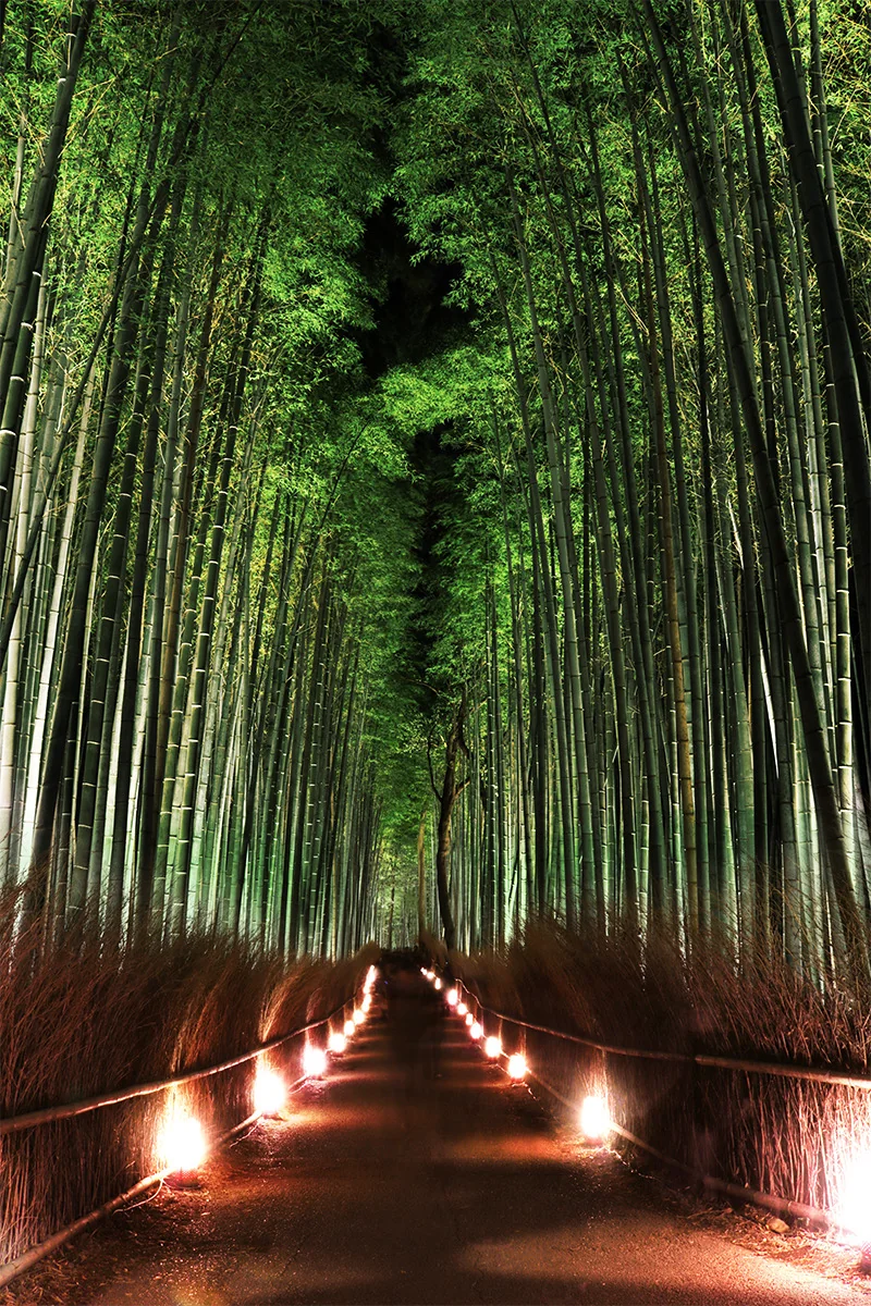 投稿写真：嵐山　花灯路