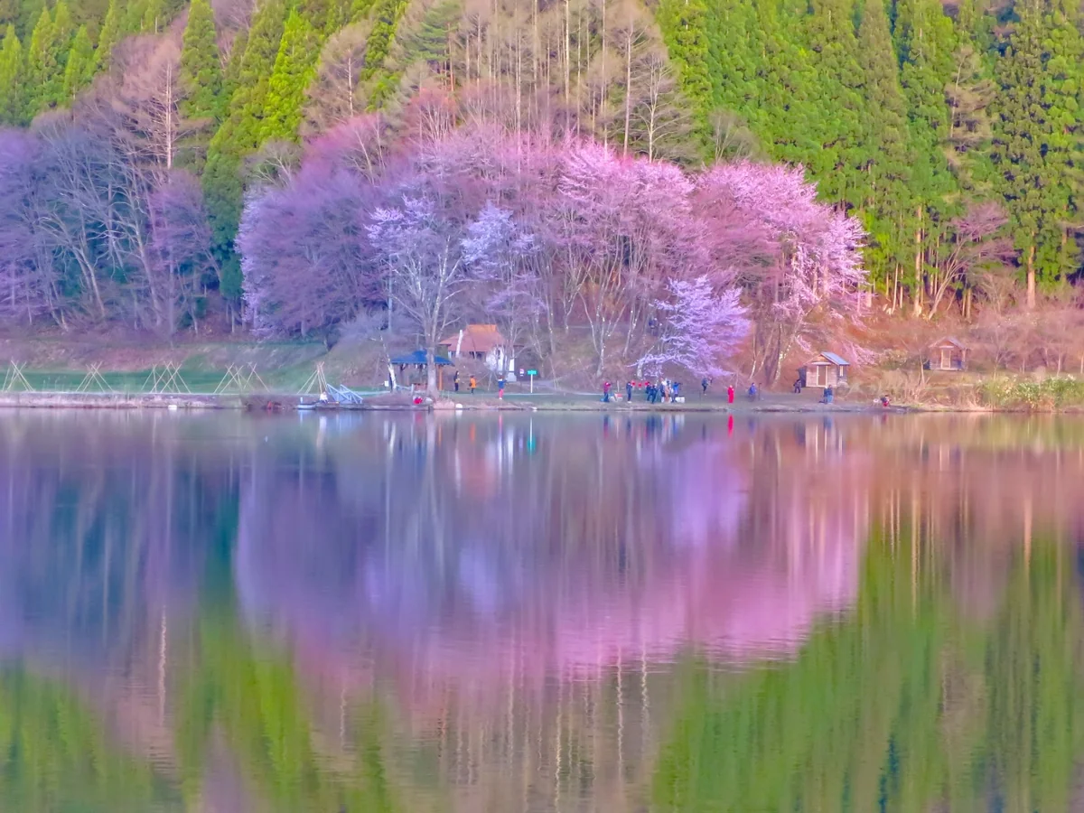 投稿写真：湖畔に咲く桜のリフレクション