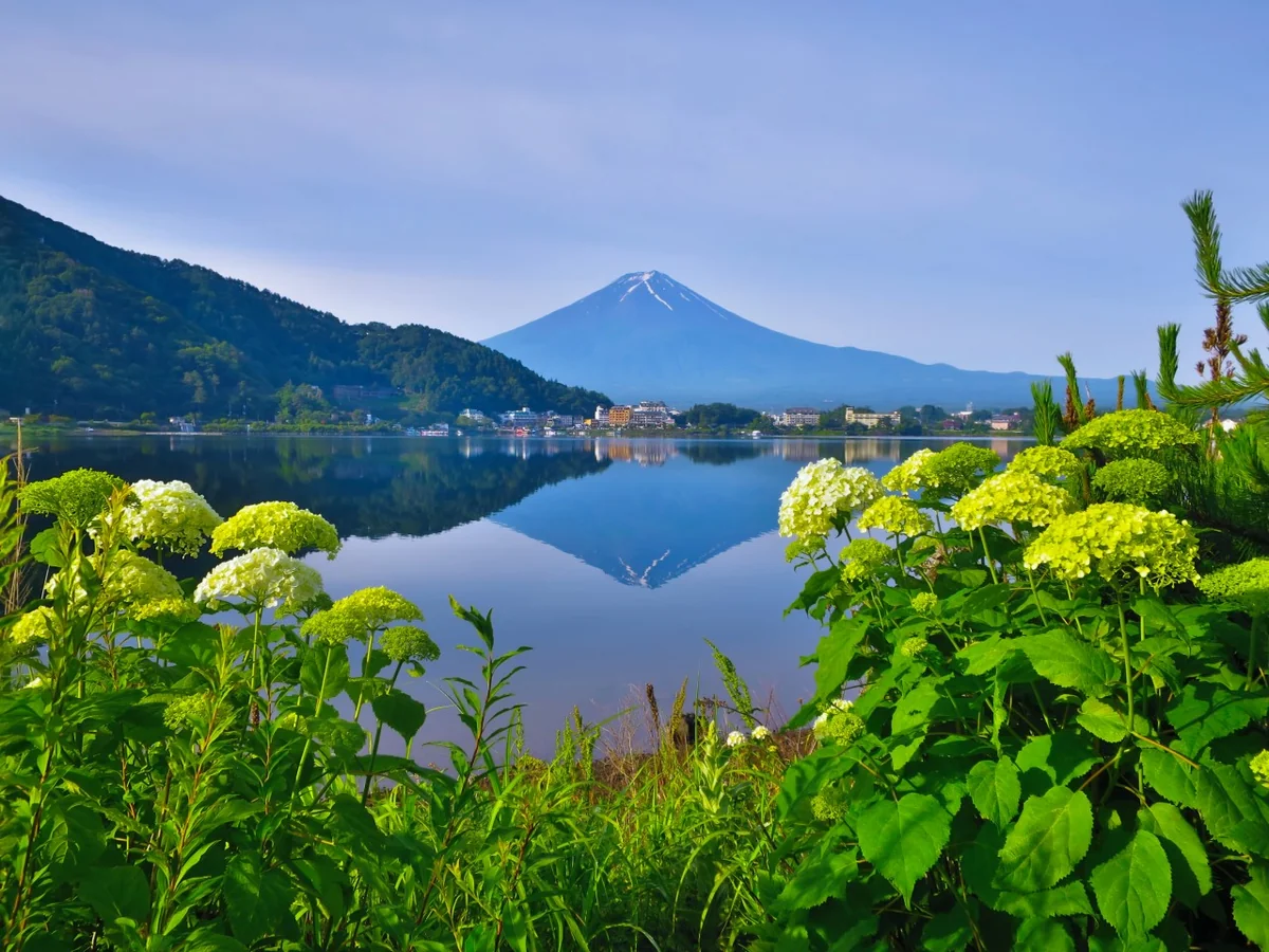 投稿写真：アナベルと逆さ富士