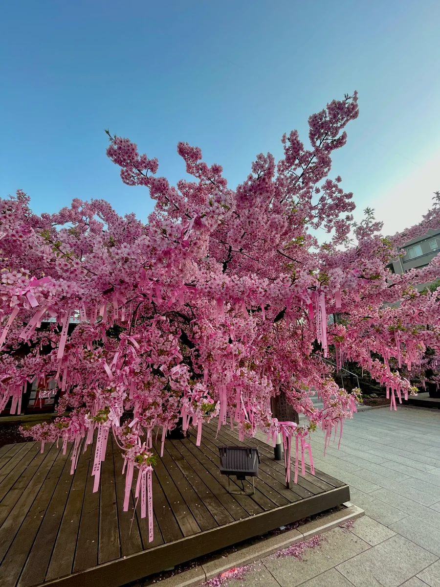 投稿写真：えんむすびの木