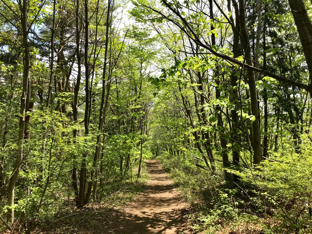 投稿写真：新緑の山道