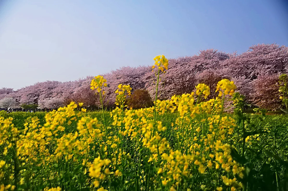 投稿写真：幸手権現堤桜
