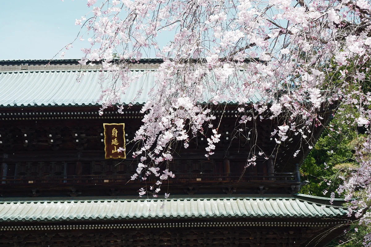 投稿写真：久遠寺山門　桜