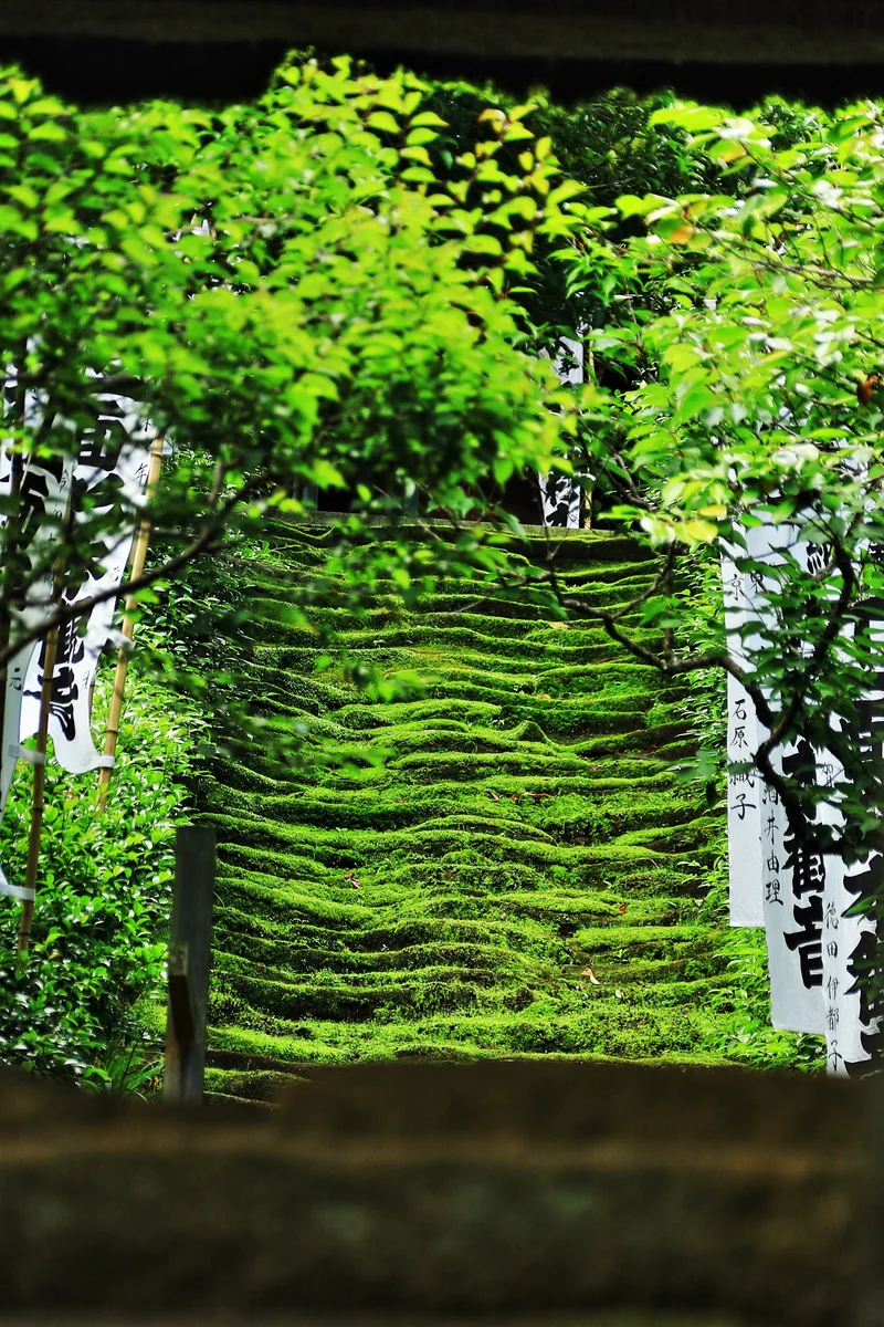 投稿写真：苔の参道