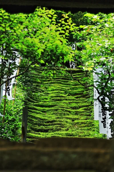 投稿：苔の参道