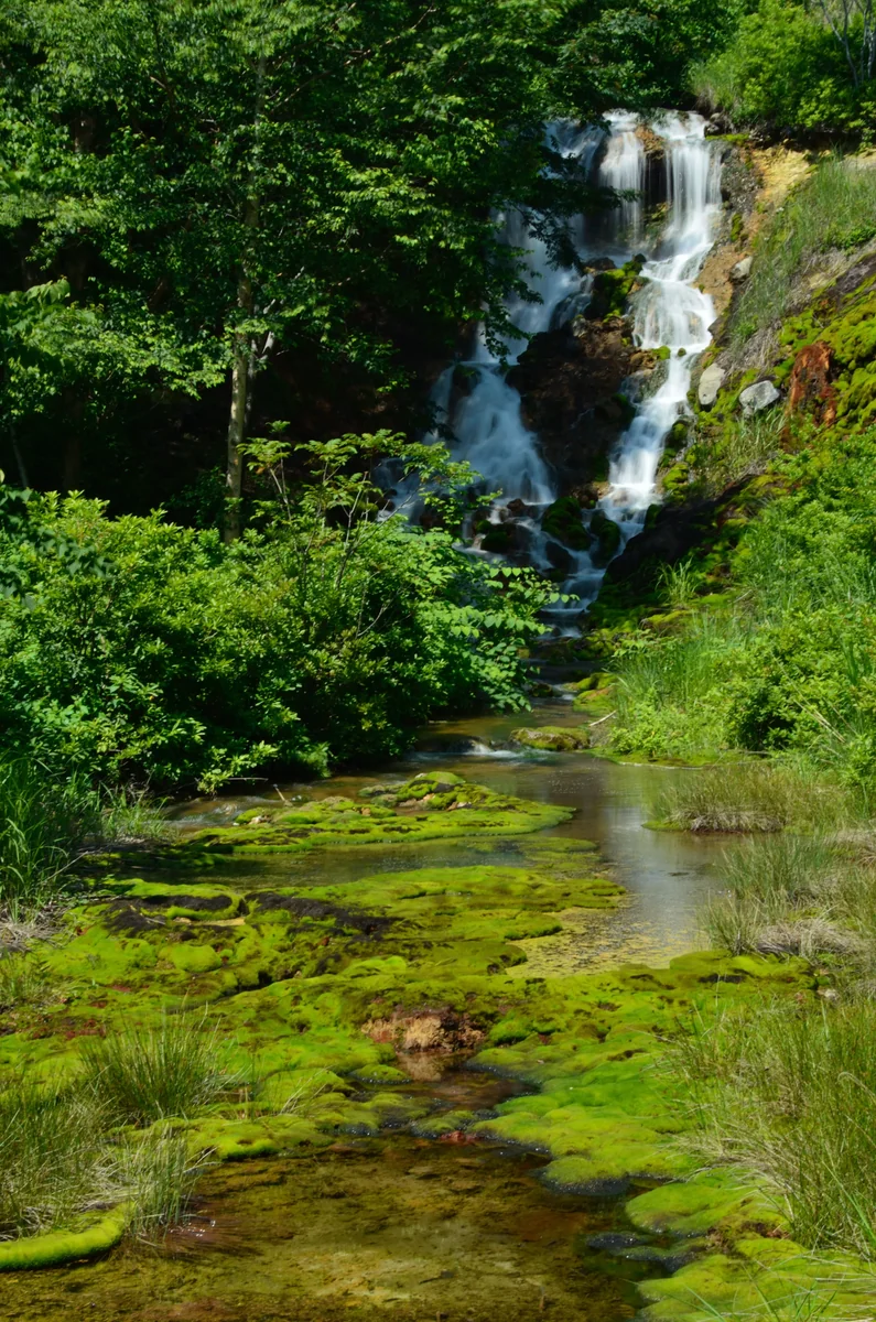 投稿写真：チャツボミゴケ