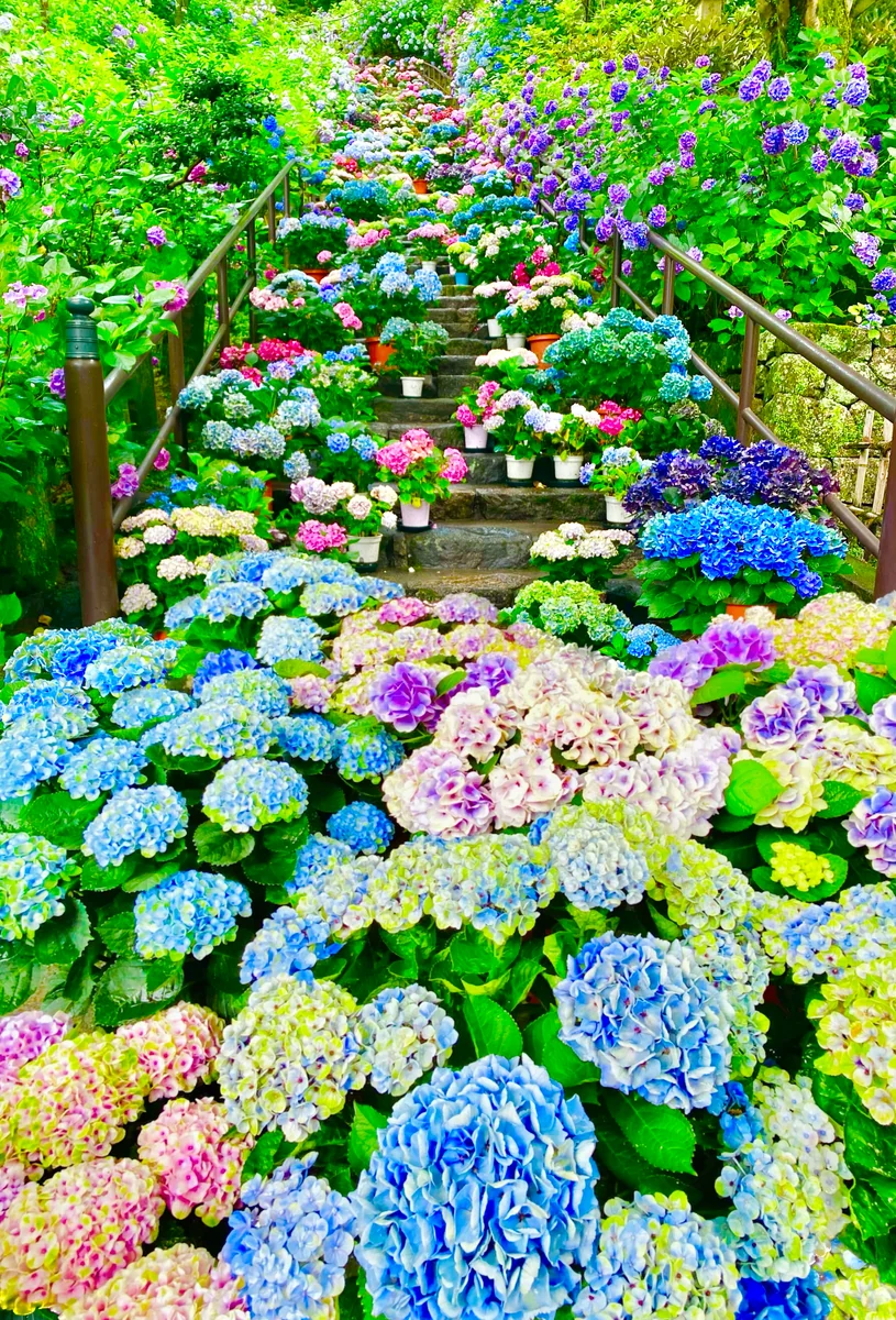 投稿写真：息を呑む美しさ❤️嵐の坂のあぢさゐ回廊