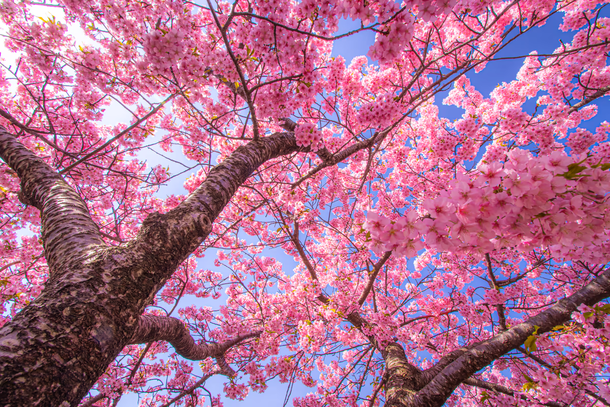 投稿写真：松田山ハーブガーデン河津桜