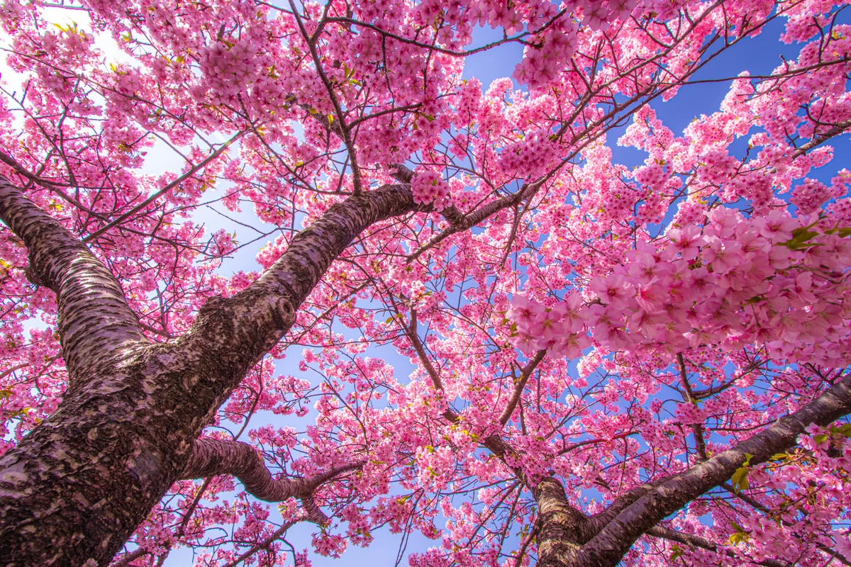 投稿写真：松田山ハーブガーデン河津桜