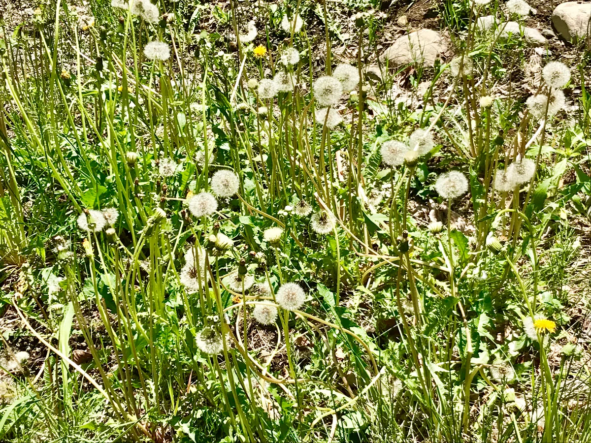 投稿写真：たんぽぽ