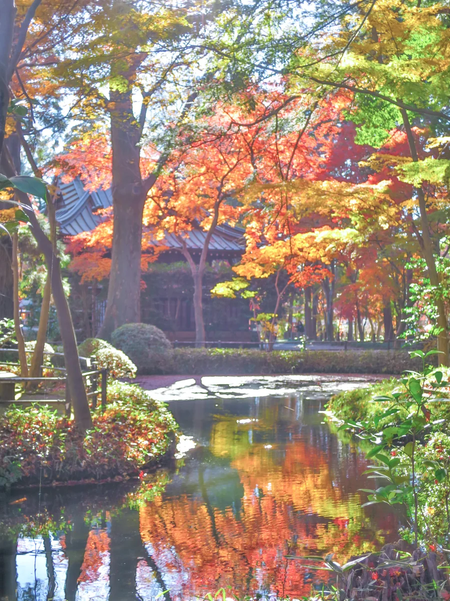 投稿写真：紅葉リフレクション