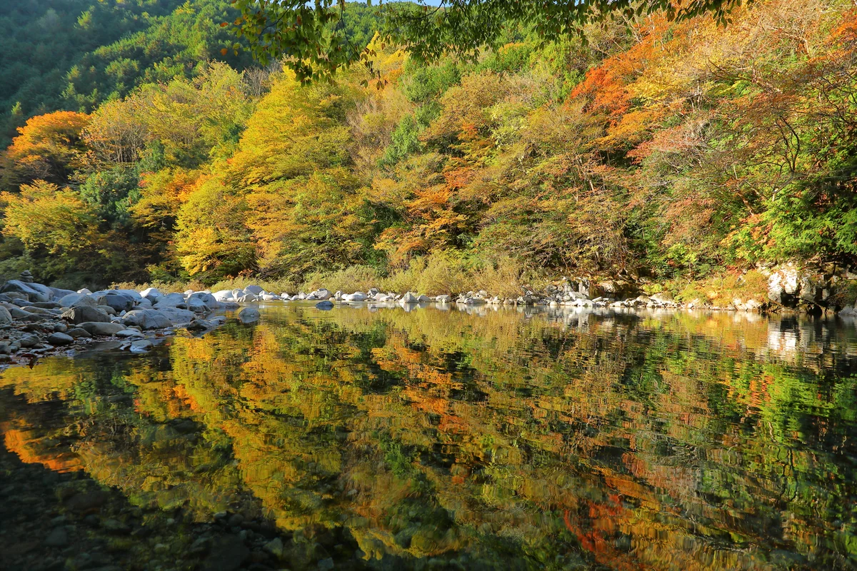 投稿写真：阿寺渓谷の紅葉　水面の反射