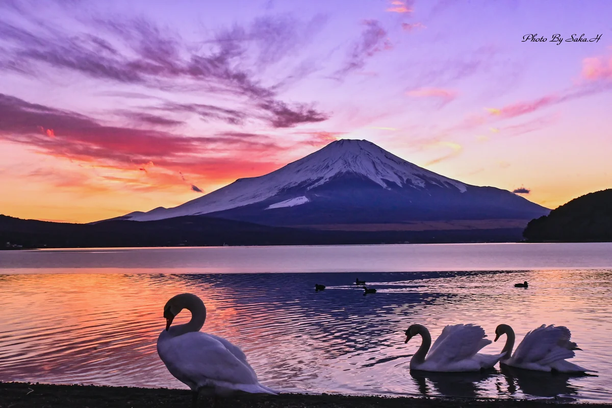 投稿写真：夕焼けと白鳥