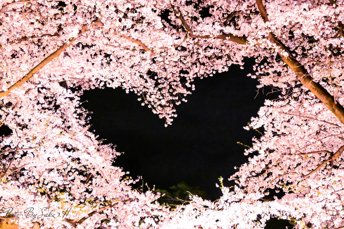 投稿写真：ハート