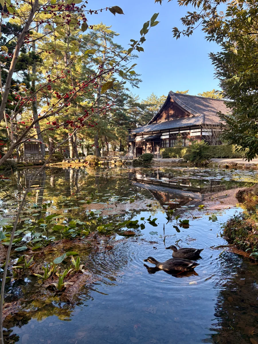 投稿写真：カモの夫婦
