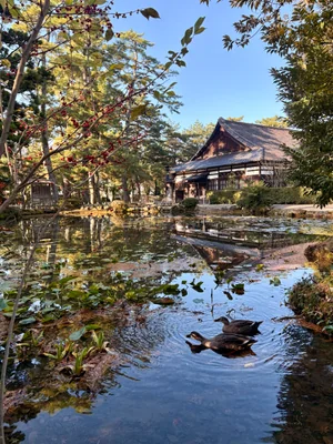 投稿：カモの夫婦