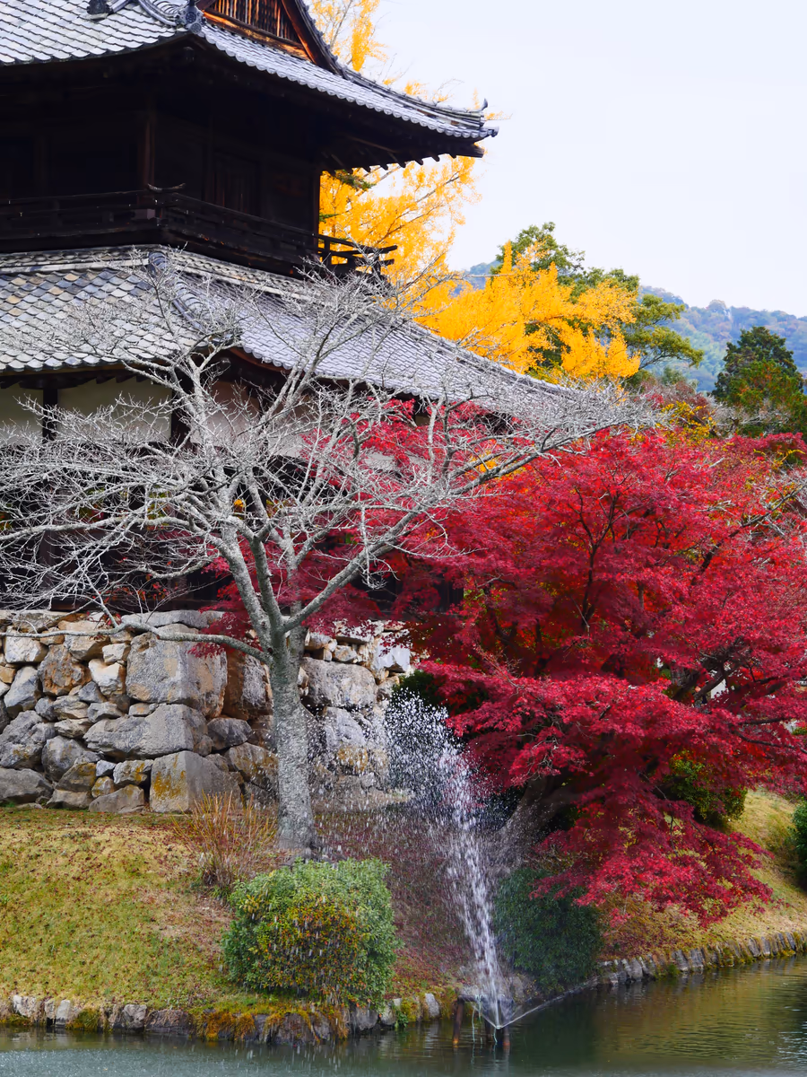 投稿写真：錦帯橋 吉香公園 『紅葉🍁』