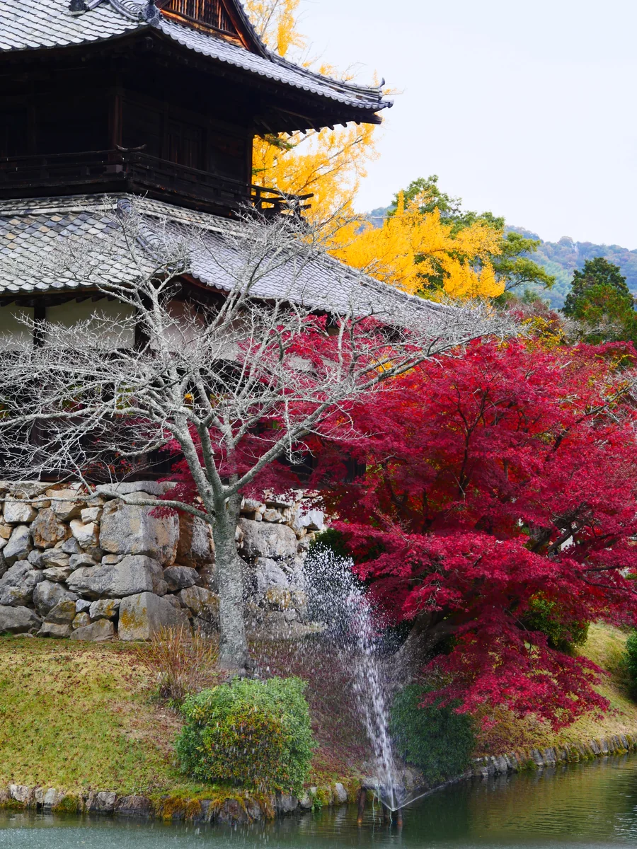 投稿写真：錦帯橋 吉香公園 『紅葉🍁』
