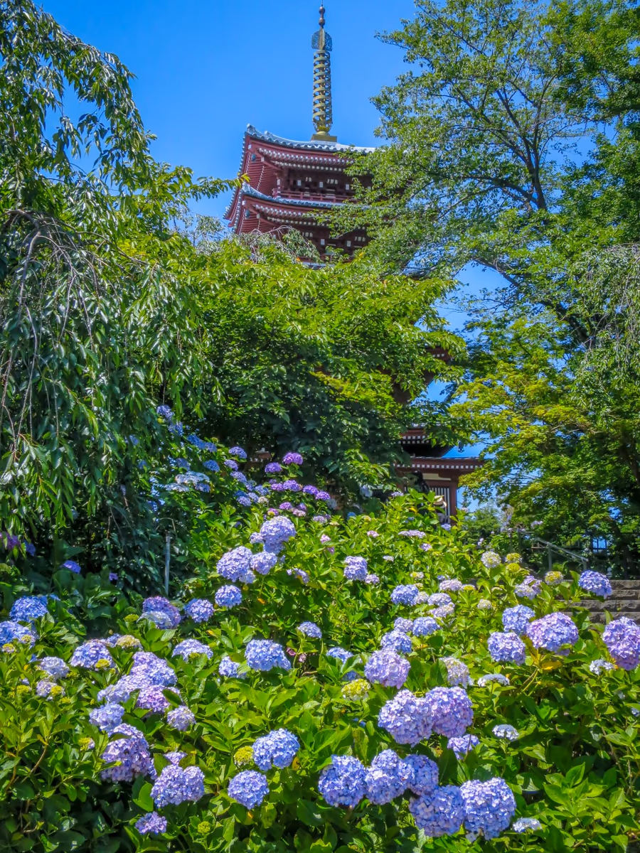 投稿写真：五重塔とあじさい