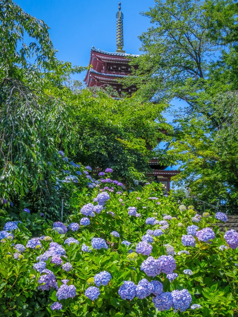 投稿写真：五重塔とあじさい