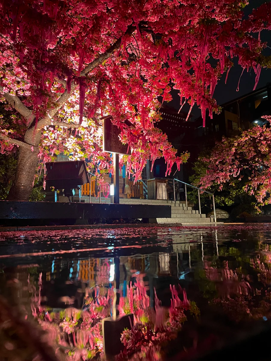 投稿写真：水鏡に映るえんむすびの木