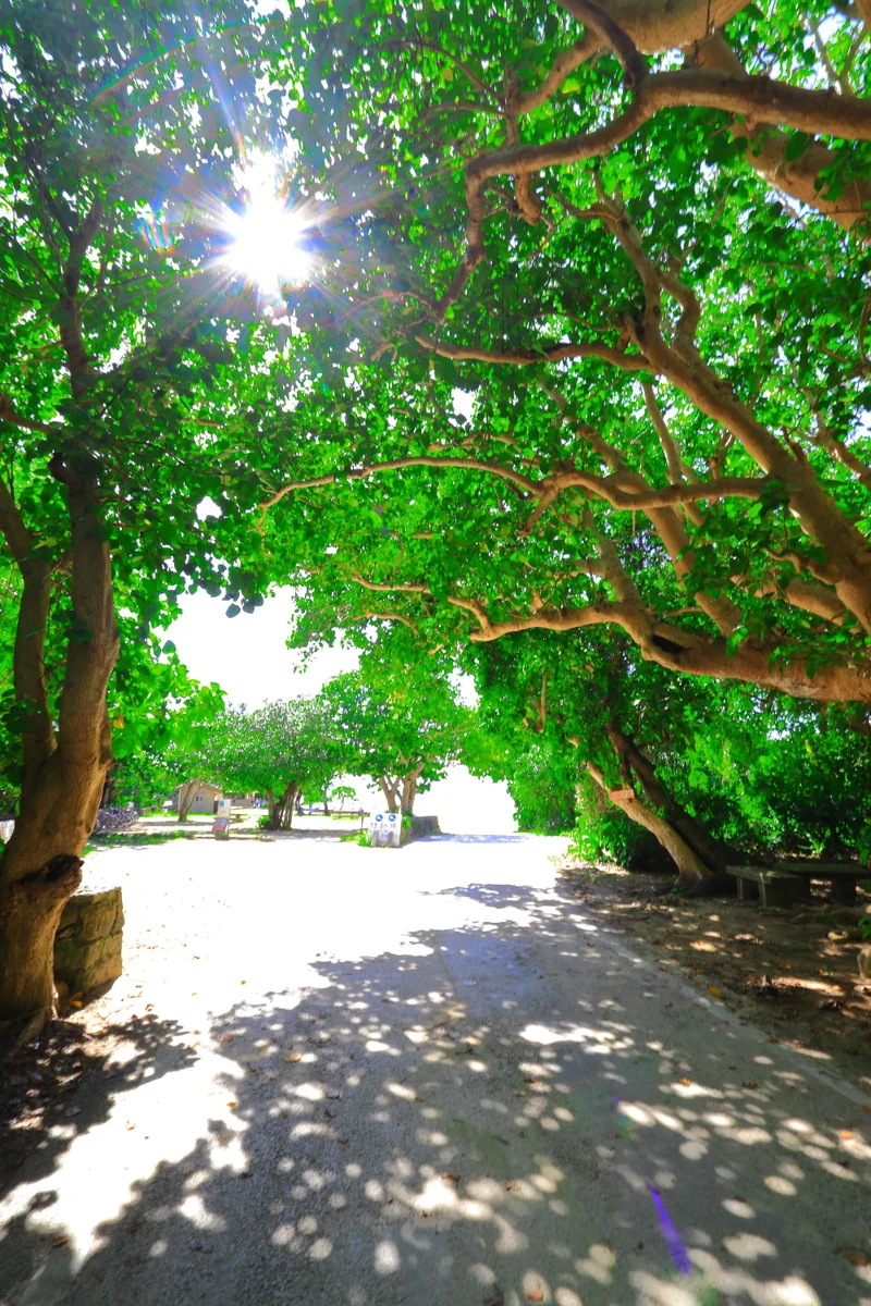 投稿写真：コンドイ浜の木漏れ日