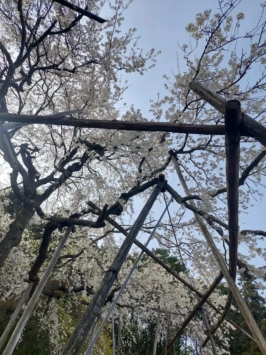 投稿写真：桜　桜　桜