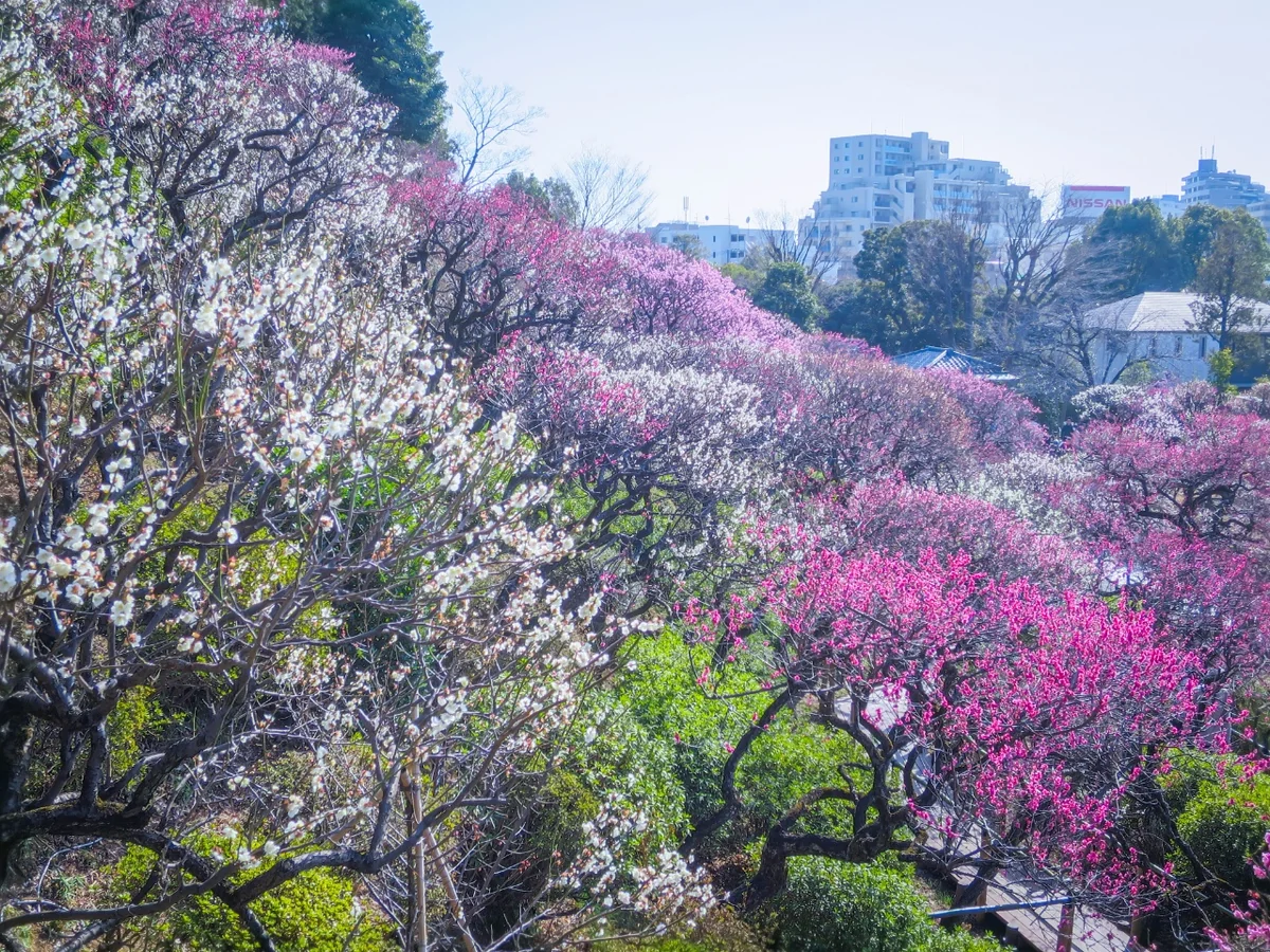 投稿写真：斜面一面の紅白梅③