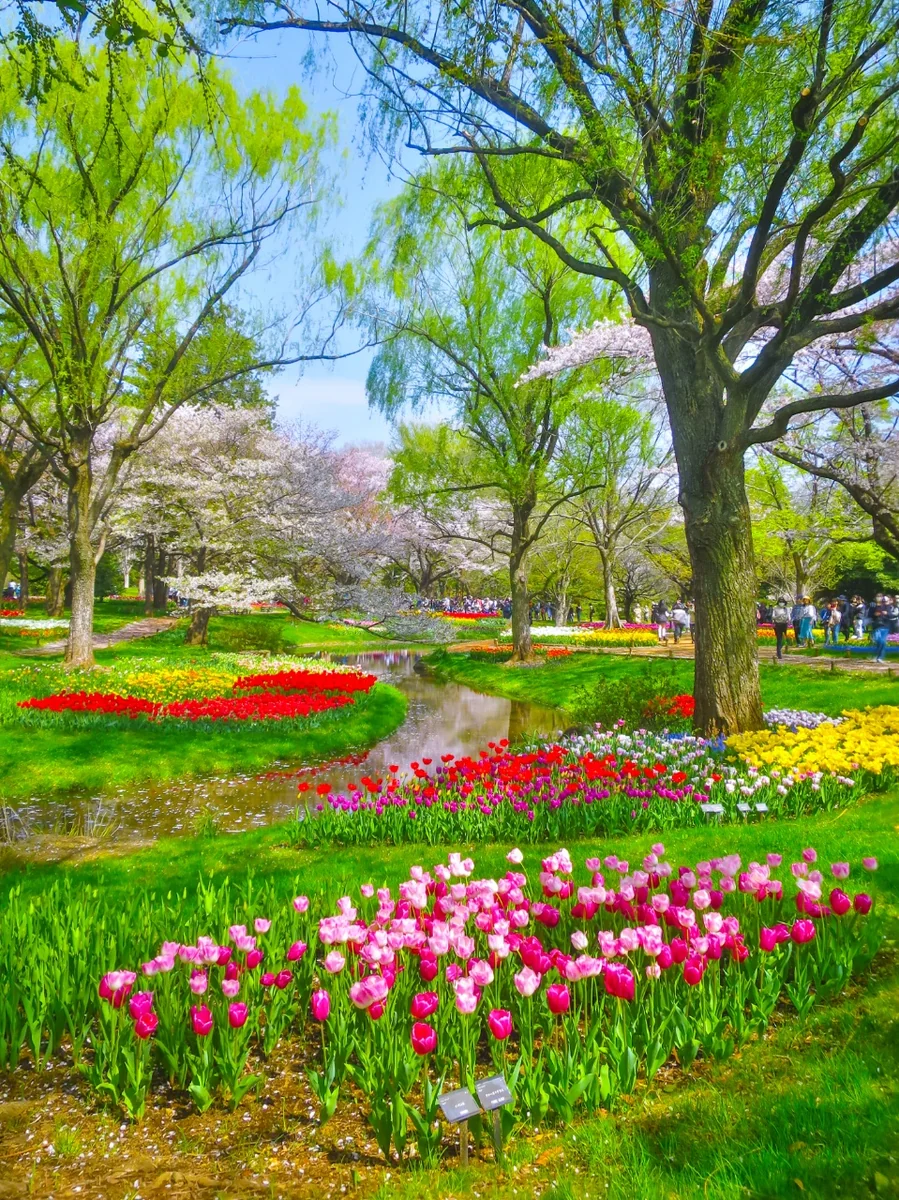 投稿写真：新緑と見頃のチューリップ