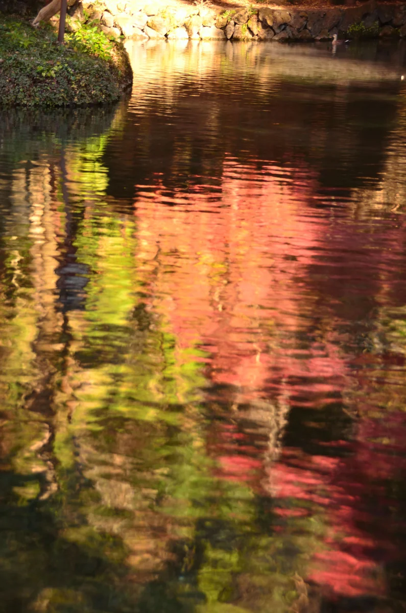 投稿写真：出流原弁天池　秋映