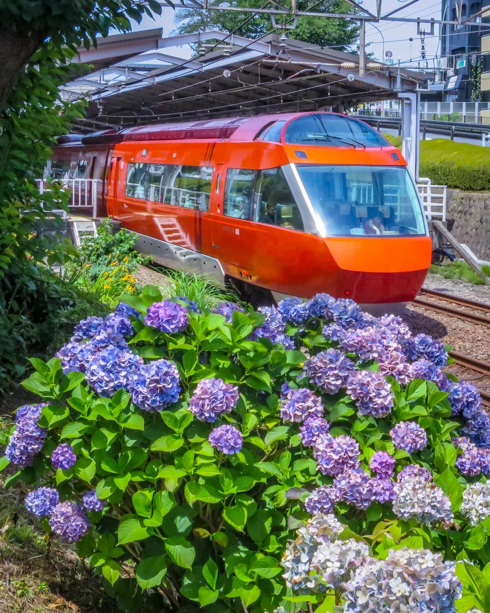 投稿写真：小田急ロマンスカーとあじさい