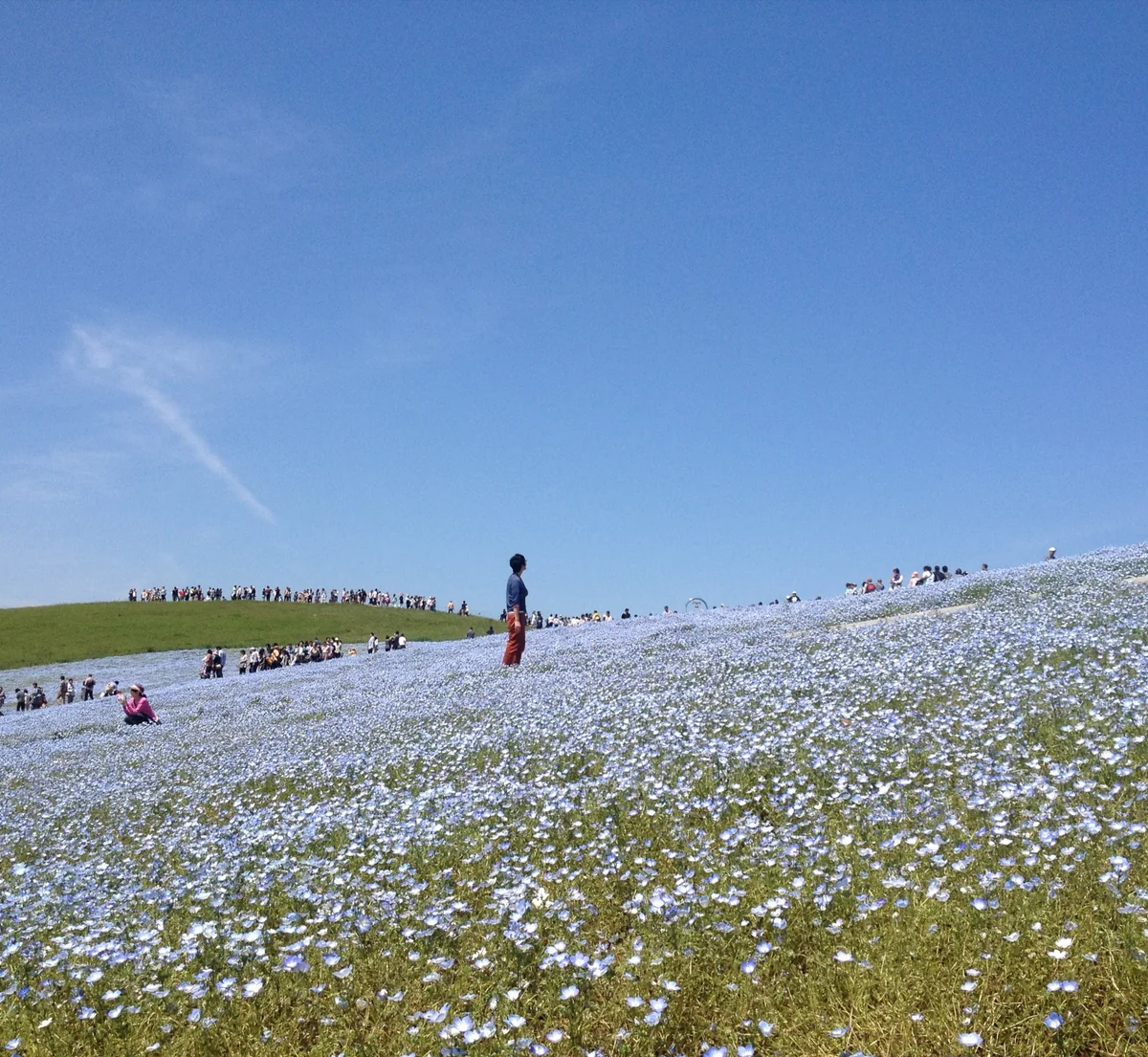 投稿写真：ネモフィラ