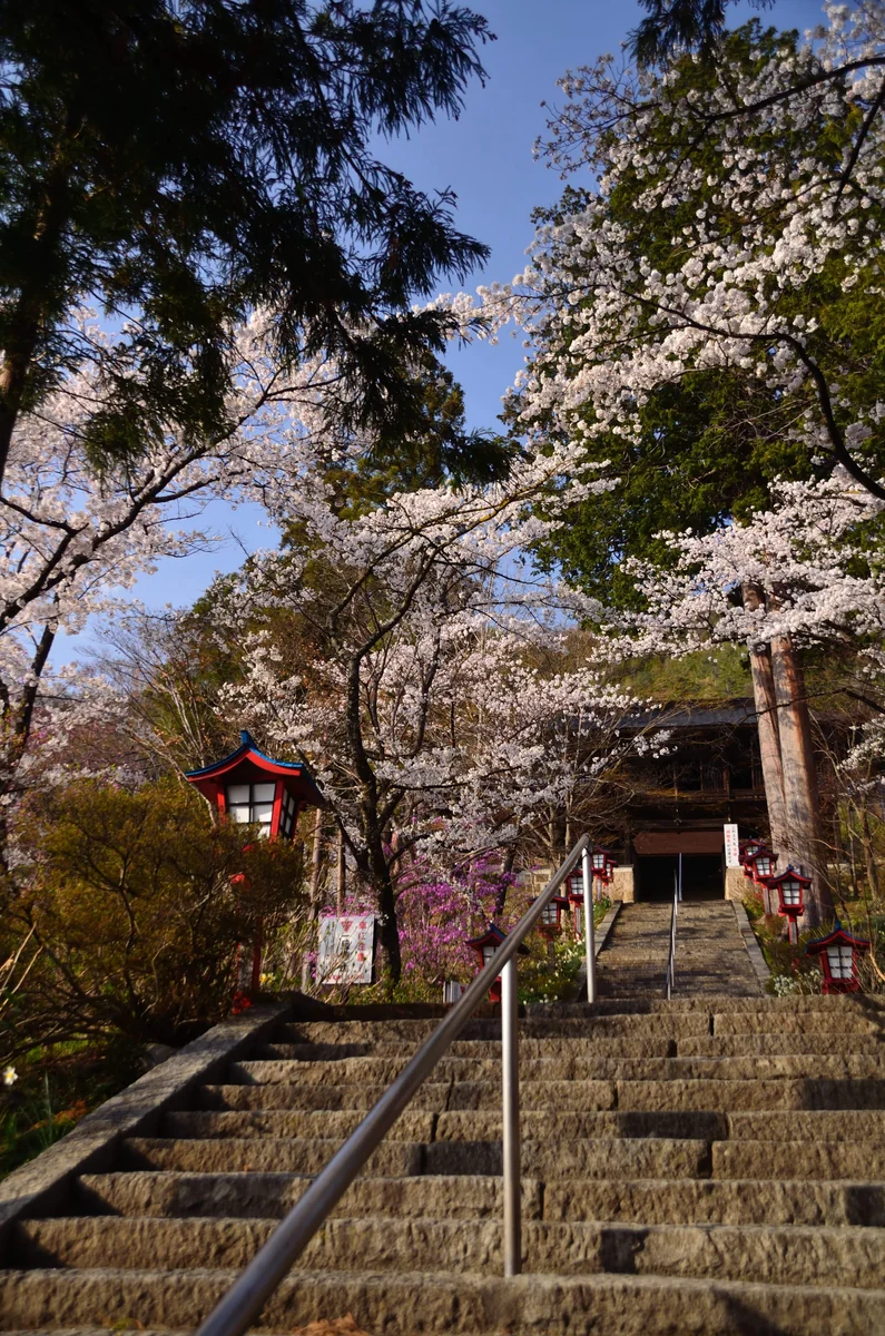 投稿写真：大善寺　石段の桜