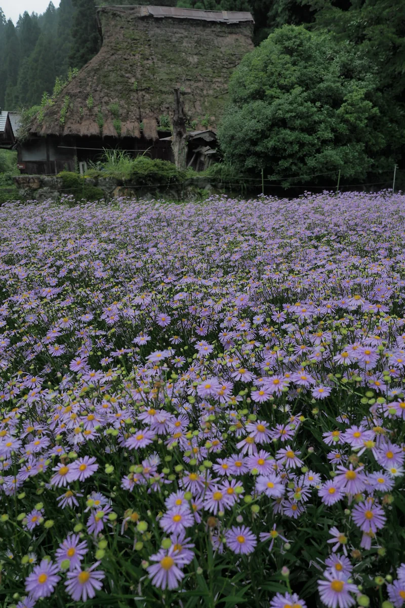 投稿写真：朽ちた民家と北山友禅菊