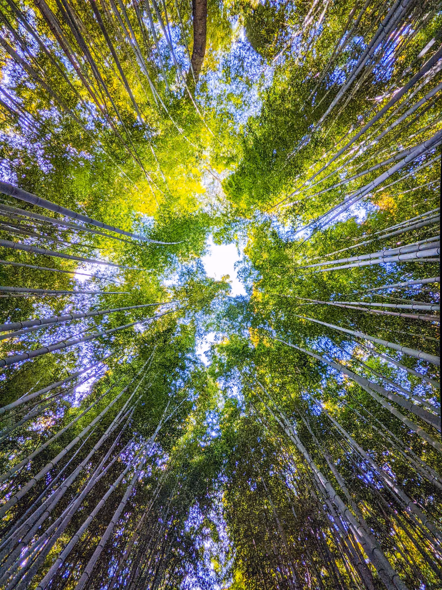 投稿写真：竹林を見上げる