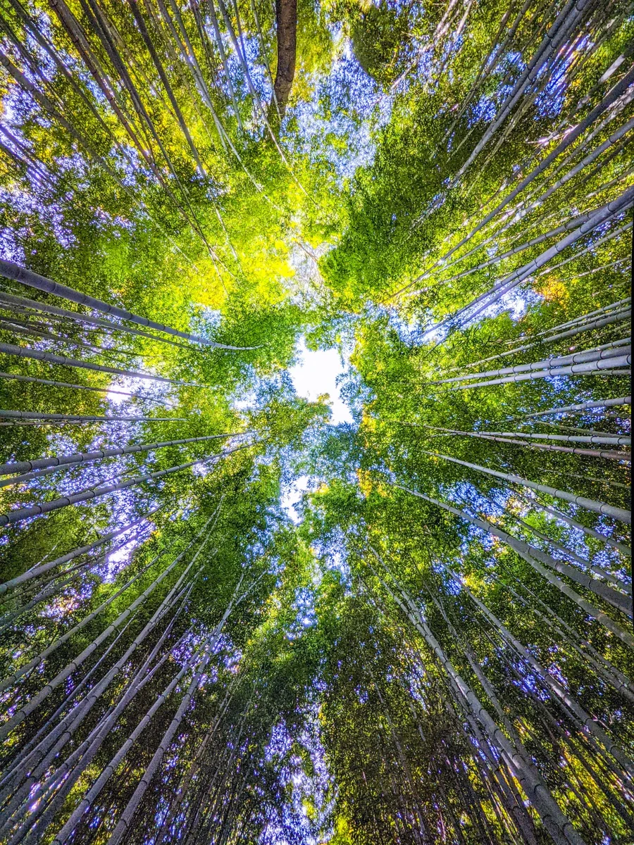 投稿写真：竹林を見上げる