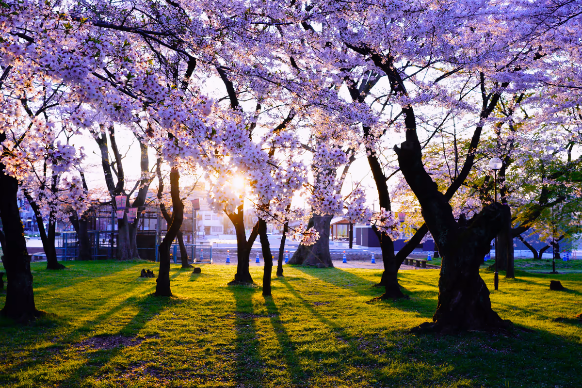 投稿写真：早朝の長浜城の桜
