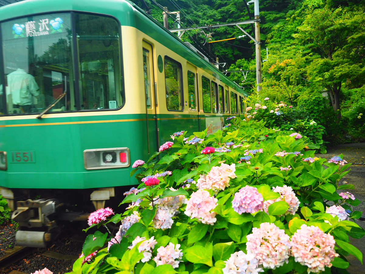投稿写真：江ノ電　御霊神社の紫陽花