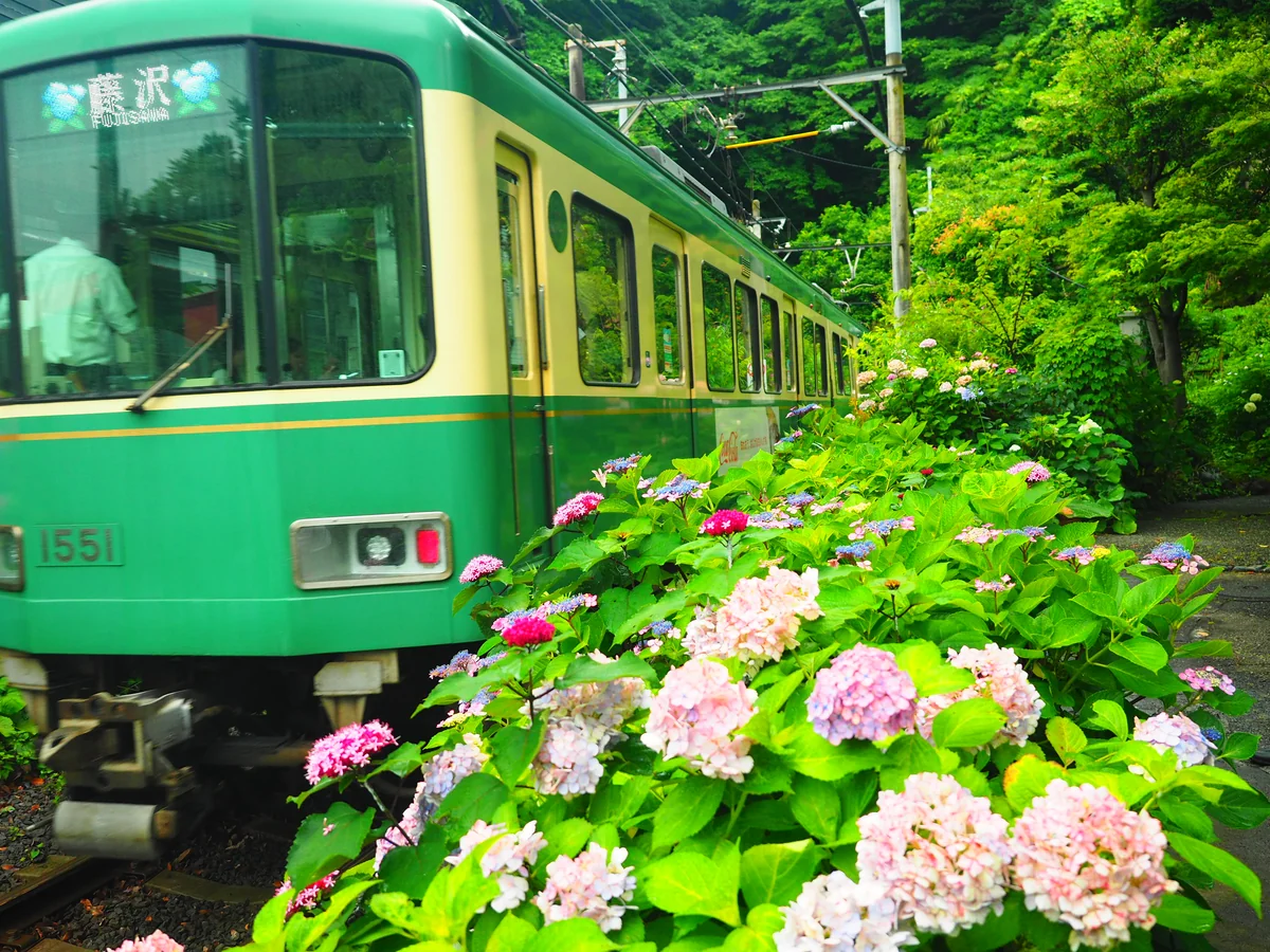 投稿写真：江ノ電　御霊神社の紫陽花