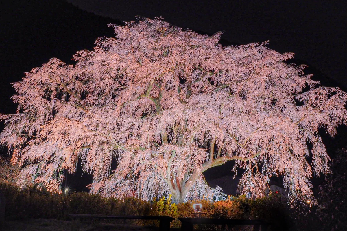 投稿写真：湯の山温泉  枝垂れ桜