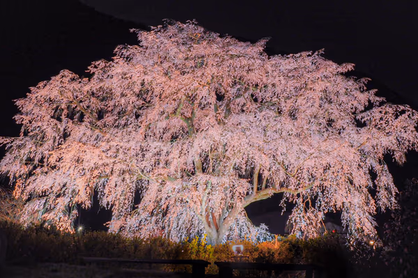 投稿：湯の山温泉  枝垂れ桜