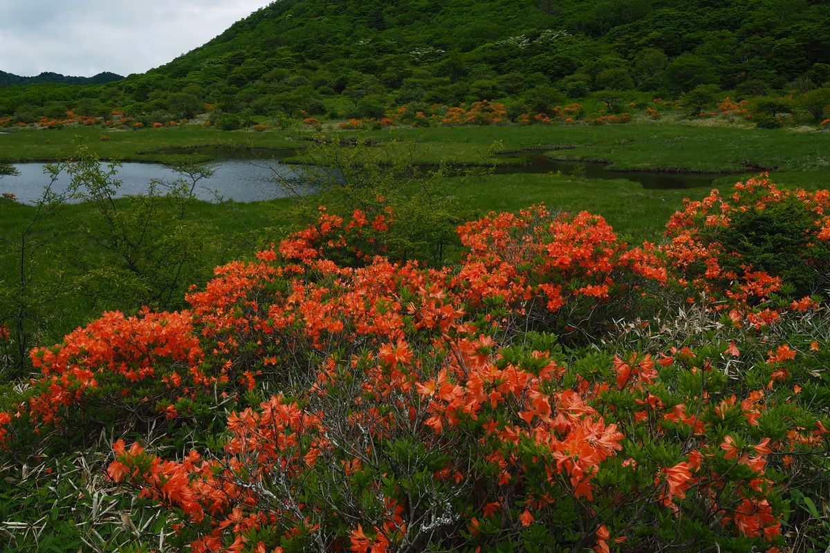 投稿写真：覚満淵　レンゲツツジ