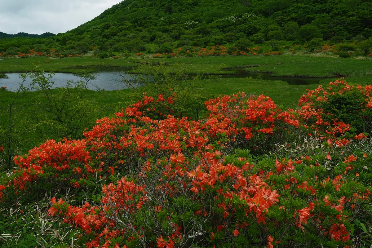 投稿写真：覚満淵　レンゲツツジ