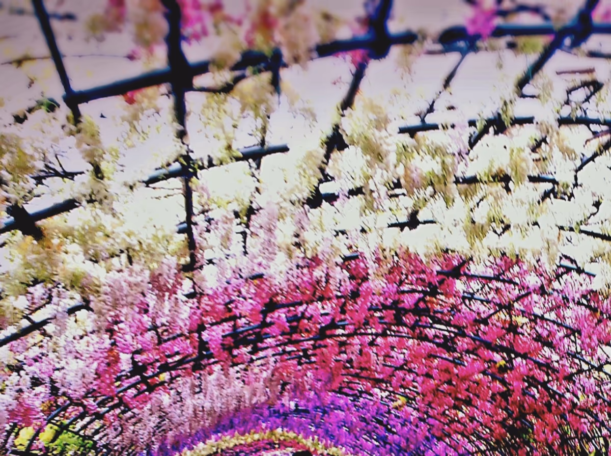 投稿写真：藤のトンネル
