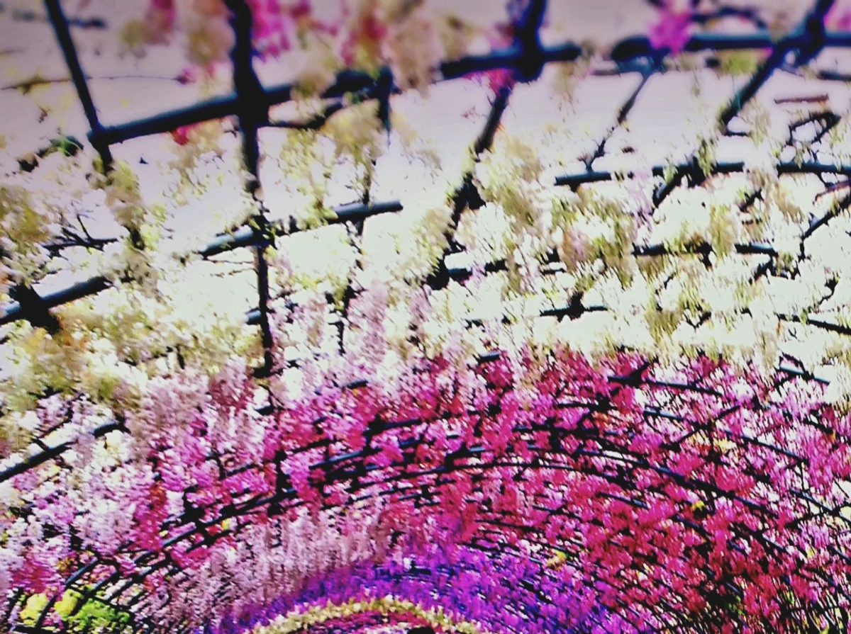 投稿写真：藤のトンネル