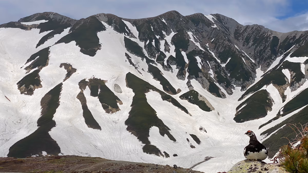 投稿写真：神の使い 雷鳥 と立山連峰